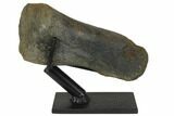 Fossil Ceratopsian (Achelosaur) Toe Bone with Stand - Montana #148803-4
